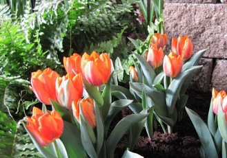 JPEG-orangetulips-indiana-flower-and-patio-show
